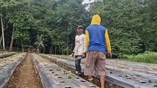 BASIC FARMER'S GUIDE: PREPARING CUCUMBER SEEDS FOR SUCCESSFUL PLANTING! -Agriculture Farming