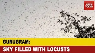 Gurugram Locust Attack: Swarm Of Locust Clouds Over Gururgram, Crisis In NCR Region