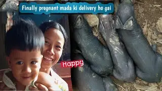 PIG GIVE BIRTH || Mada Suar Ne Bachcha Diya || 29/03/Vlog Video ||
