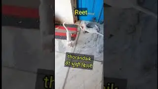Reet Status #  thorandaik की भूखी बिल्ली