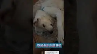 Video of adoptable pet named Sailor