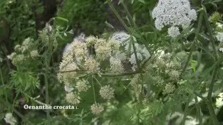 Oenanthe crocata