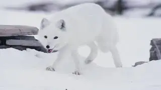 Nat Geo Wild: Дикая Скандинавия / Wild Nordic / 2 Небесное королевство