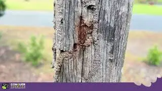 Protecting Your Fence from Termites: Key Signs of Infestation and Effective Prevention Tips