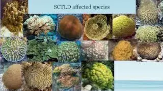 Conservation Conversations: Friday, May 1, 2020. Topic: Stony Coral Tissue Loss Disease