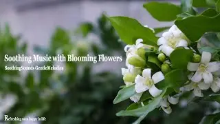 Soothing Music with Blooming Flowers