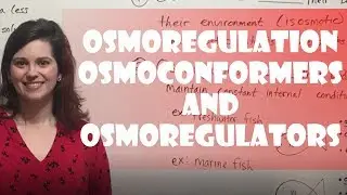 Osmoregulation: Osmoconformers & Osmoregulators