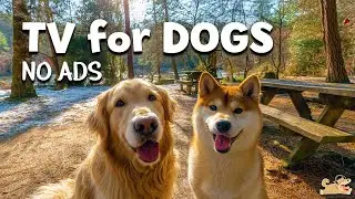 DOG TV: Anxiety Relief Music for Dog to Watch - Pet Music | Calm Dog TV