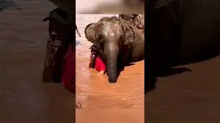 Elephant Protects Her Caretaker in the River🐘❤️ #shorts