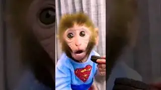 Animal Cute Baby Monkey Bon Bon Swimming with dog and duck