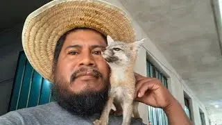 😱Esto come este zorro,la historia de zorro 🦊