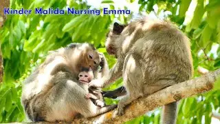 Kinder Monkey Grandma Malida Loves Most Baby Monkey Including Emma - Malida Just Tries To Groom Emma
