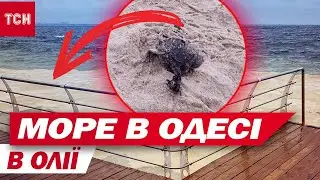 Море в Одесі все в олії! Птахи масово гинуть!