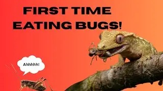 Baby geckos eat bugs for first time!