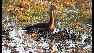 Relaxing video of cute baby ducks foraging at dawn.