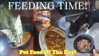 Feeding Cat and Dog with Home Made Pet Food from Canned Sardines and Boiled Corned Rice!