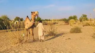 Desert Journey with a camel | Life in the Desert: Man & Camels Daily Routine | Village Life