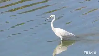 Little egret and medium egret