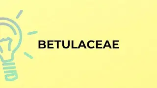 What is the meaning of the word BETULACEAE?