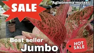 Info Terupdate Harga Aglaonema jumbo+Mutasi , lengkap ‼️eps.2.036