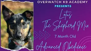 Lotus | 8 Mo Shepherd Mix | Advanced Obedience | OverWatch K9 Academy 