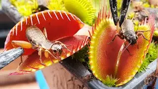 Putting 2 bugs into the jaws of a deadly Venus Flytrap