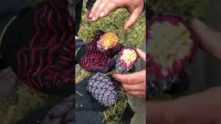 Кедровые шишки – вовсе не кедровые