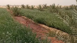 ارض زراعيه للبيع ٢٥ فدان ٢٠٠ نخله طاقه شمسيه الوادي الجديد الخارجه المنيره للاستفسار 01007278242