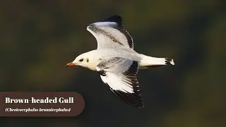 Brown-headed Gull  | Birding Frames | Wildlife Photography