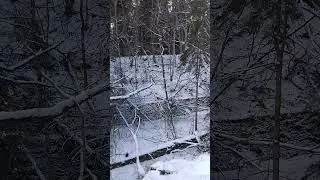 Lost Place - Ehemalige Bahnstrecke zwischen Hillesheim und Birgel - Vulkaneifel Januar 2026