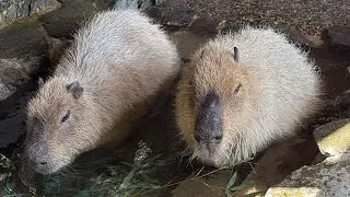 【LIVE】カピバラの露天風呂とミツト Capybara bath