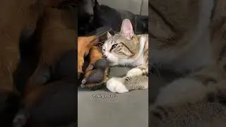 My doberman and cat&rsquo;s friendship 😅 #doberman #dogsandcats