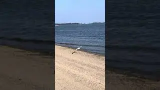Carson Beach ! (BOSTON) #slimeseteasttv #shorts #shortvideos #beachvibes