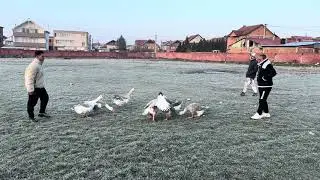 Vutra vs Malisa