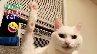 2 Hours of Viral Cat Moments You Need to See Right Now 😹