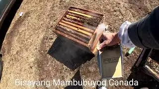 Beekeeping 2022 season spring hive  management