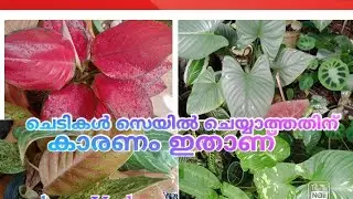 അറിയിപ്പ് garden tour//Garden ideas //online sale #gardening #beautifulhomegarden #indoorplants