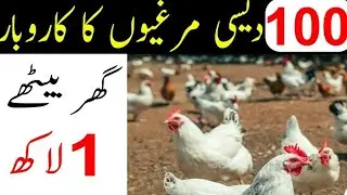 Golden misri hen farming in Pakistan|| 100 hens complete profit details||Poultry Farm business plan