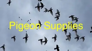 pigeon supplies