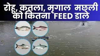 रोहू, कतला, मृगाल,मछली को खाना कितना खिलाएं || Carp Feeding management |