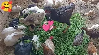 Murgi or Rabbits Ki Friendship 🥰 Ho Ge - Hen Stop Attack On Rabbits - 3mbvlogs