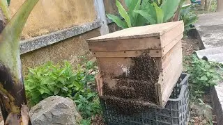 Cách chữa bệnh thối ấu trùng không ảnh hưởng đến chất lượng mật