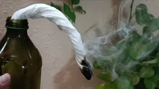 Toilet Paper Firepower: Banish Bugs with Toothpaste