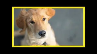 How worried should you be about fda dog bone warning? ( Hot News )
