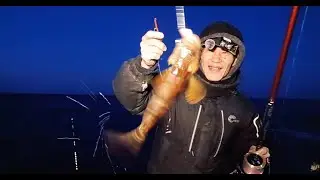 양양 쥐놀래미13수 우럭2수 생활낚시 캠핑낚시 원투낚시 #fishing