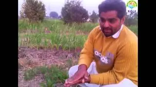 A Farmer's Practical Experience of Mulching and its Effects