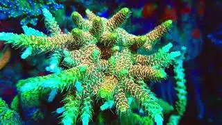 acropora millepora