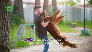 How to Hold Your Dog Correctly | Safe & Stress-Free Dog Handling Tips 🐶💪