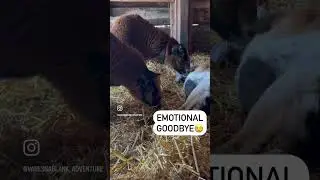 Emotional Goodbye 😢
