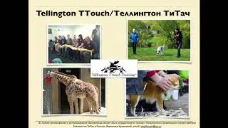 Знакомство с методом Tellington TTouch